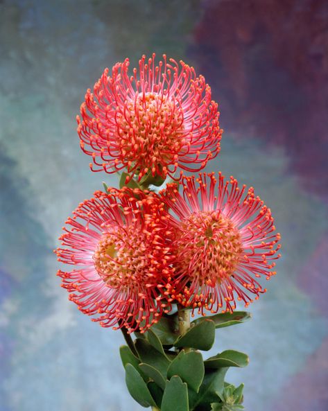 Leucospermum Cordifolium, South African Flowers, Flower Growing, Strange Flowers, Home Gardens, Protea Flower, Australian Flowers, Australian Native Flowers, Australian Plants