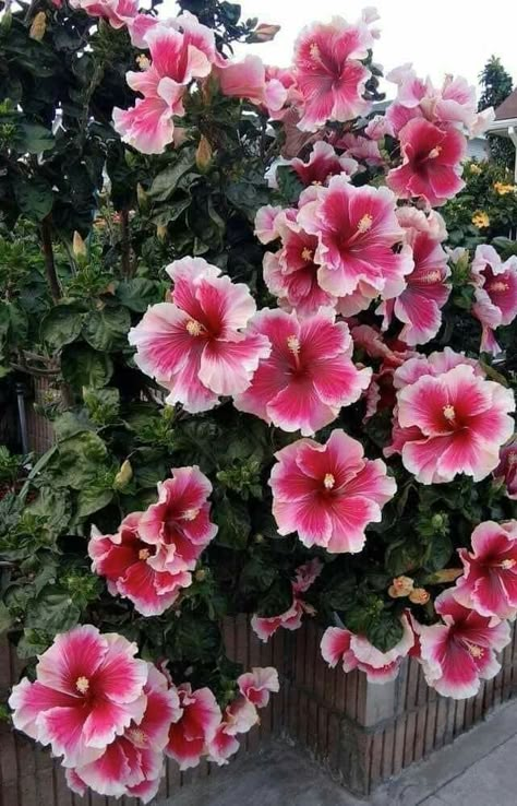 Hibiscus Bush, Plumeria Tree, Hibiscus Garden, Drought Tolerant Garden, Hibiscus Plant, Rose Seeds, Flower Collage, Flower Therapy, Perfect Plants