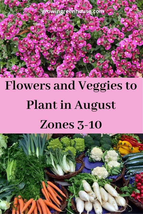 Zone 4 Fall Planting, August Planting Zone 9, Things To Plant In September, Plants For Fall Garden, Zone 12 Gardening, Late Summer Planter Ideas, What To Plant August Zone 8, Fall Greenhouse Plants, Late Summer Vegetables To Plant