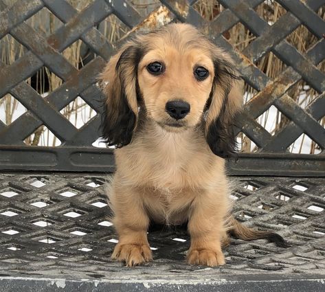 miniature dachshund pups available for sale - Mare-bella Dachshunds Fawn Dachshund, Silver Dapple Dachshund, Funny Dachshund Pictures, Blue Dachshund, Miniature Dachshund Puppies, Dachshund Puppy Long Haired, Dapple Dachshund Puppy, Baby Dachshund, Dachshund Puppies For Sale