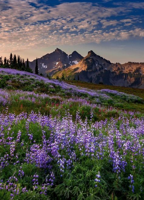 A beautiful alpine morning dougshearerphotography Pretty Landscapes, Beautiful Mountains, Nature Aesthetic, Pretty Places, Nature Travel, Amazing Nature, Nature Pictures, Beautiful World, Pretty Pictures