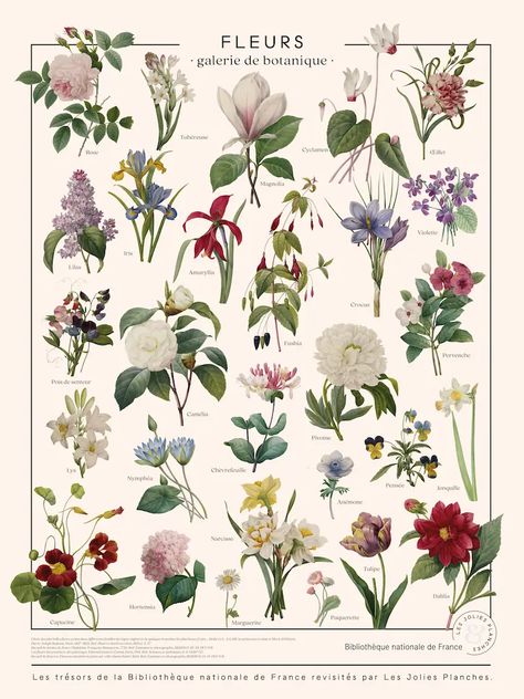 Different Type Of Flowers, Common Flowers, Library Poster, Illustration Botanique Vintage, Botanical Illustration Vintage, Illustration Botanique, Picture Collage Wall, Scientific Illustration, Vintage Poster Art