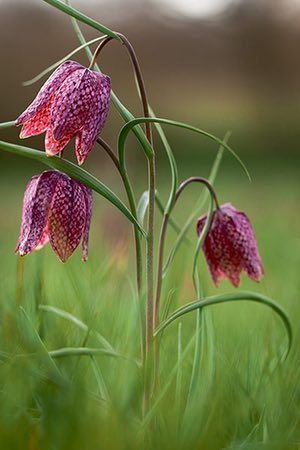 Fritillaria Meleagris, Unusual Flowers, Rare Flowers, Garden Cottage, Exotic Flowers, The Grass, Beautiful Blooms, Plant Life, Love Flowers