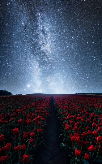 The gorgeous Milky Way above one of the few tulip fields in Denmark. A dreamy and beautiful night scene. This is a creative approach - I didn’t have the willpower to stay awake to actually shoot this scene in the middle of the night. So I took a daylight photo from the gorgeous tulip fields and blended it together with an older image of the Milky Way - yes, this is a composite. Star Trails Photography, Milky Way Photos, Milky Way Photography, Long Exposure Photos, Night Sky Photography, Star Photography, Night Sky Wallpaper, Tulip Fields, Star Magic