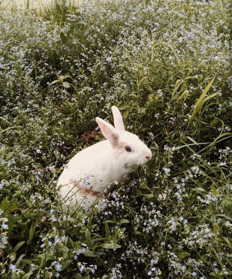 Rabbit Aesthetic, Alluka Zoldyck, Alice In Wonderland Aesthetic, Eyes Wide Open, Adventures In Wonderland, Hamsters, White Rabbit, Cute Creatures, Animals Friends