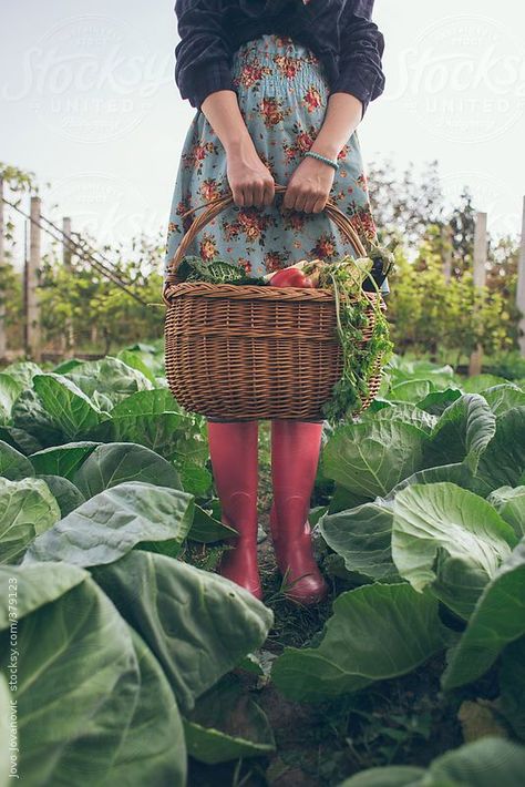 Gardening time - woman holding basket full of fresh vegetables  by JovoJVNVC | Stocksy United Lev Livet, Drømme Liv, Garden Photography, Pretty Stuff, Farm Girl, Farm Gardens, Kitchen Garden, 가을 패션, Photography Women