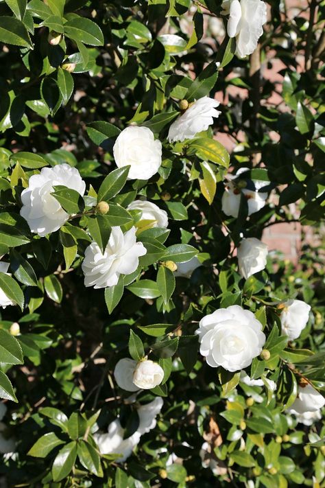 autumn-moon-camellia - fall blooming camellias Autumn Garden Pots, Camellia Bush, Plant Pallet, White Flower Tree, White Camelia, White Camellia Flower, Camellia Tree, Camellia Sasanqua, Camellia Plant