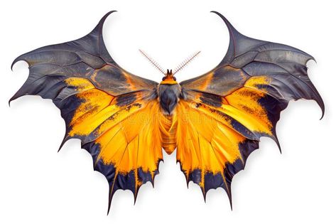 Beautiful Bat Wing Moth Butterfly Isolated on a White Background with Clipping Path Stock Image - Image of garden, wing: 311824919 Butterflies Reference Photo, Butterfly Wing Reference, Insect Wings Art, Bug Wings, Wings Insect, Butterfly Wing Tattoo, Butterfly Bat, Fairy Wren, Moth Butterfly