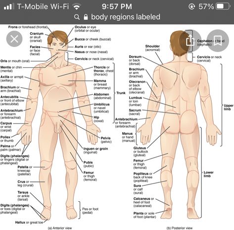 Human Body Organs Anatomy, Body Organs Diagram, Body Anatomy Organs, Human Anatomy Picture, Anatomy Pictures, Human Anatomy Chart, Human Anatomy Female, Human Body Diagram, Anatomy Organs