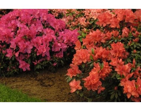 Azaleas Landscaping Bushes, Azalea Care, Azaleas Landscaping, Zone 6 Plants, Landscaping 101, Azaleas Care, Nosey Neighbors, Shrubs For Landscaping, Azalea Bush