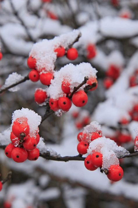 One particular species of holly is fast becoming our favorite winter plant for Southern gardens. It's a big claim, but this plant is a winner. It's winterberry and not only is its favorite season in the name, it also provides an abundance of brightly colored berries. #wintergarden #winterberry #gardening #coldweathergardening #southernliving Winterberry Holly, Ornamental Cabbage, Winter Fruit, Southern Garden, Christmas Plants, Winter Plants, Winter Flowers, Fall Plants, Deciduous Trees