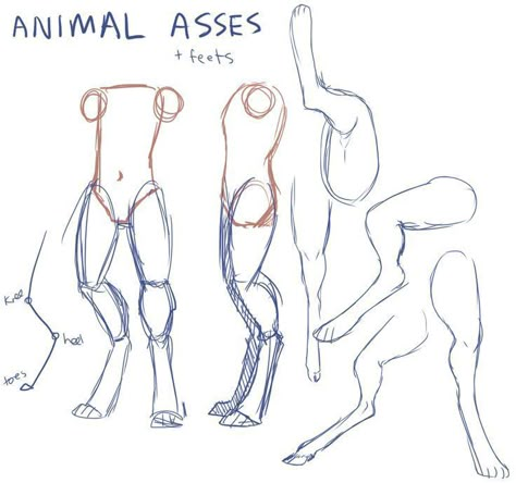 Animal Poses, Animals Drawing, Drawing Prompts, Different Poses, Pose References, 캐릭터 드로잉, Female Anatomy, Poses References, Anatomy Drawing