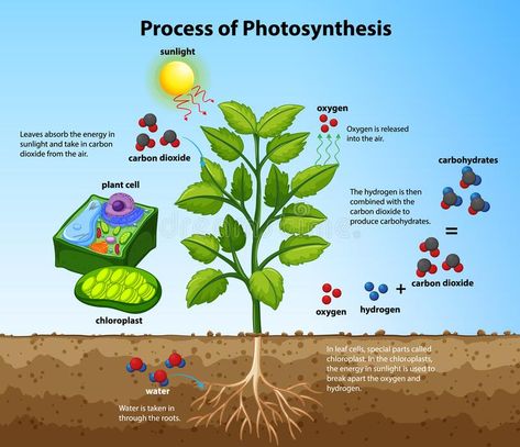 Diagram showing process of photosynthesis with plant and cells royalty free illustration Process Of Photosynthesis, Photosynthesis Activities, Plant Cell Structure, Chemical Energy, Cellular Respiration, Health Chart, Biology Lessons, Plant Cell, Interactive Lessons