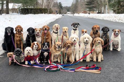 Adorable Group Photos of Dogs Who Pack Walk Together Every Day in Saratoga Springs, New York Walking Group, Animal Shaming, Photos Of Dogs, Group Names, Group Of Dogs, Walk Together, Cute Little Puppies, Saratoga Springs, Little Puppies