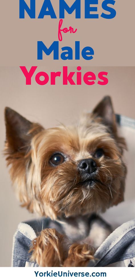 Male Dog Names List, Male Dog Names Unique, Dogs Names List, Male Dog Names, Baby Yorkie, Yorkie Names, Yorkshire Puppies, Toy Yorkshire Terrier