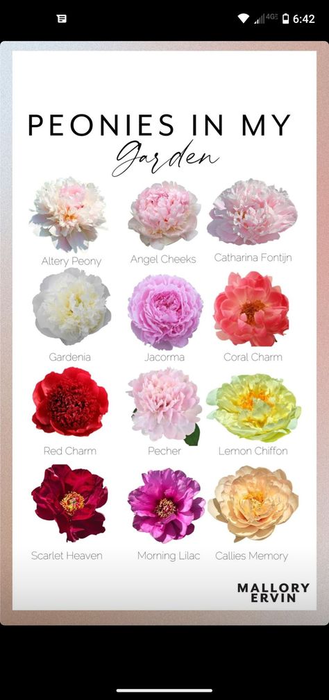 Alexander Fleming Peony, Lemon Chiffon Peony, Types Of Peonies, Peony Gardenia, Peony Meaning, Ranunculus Garden, Expensive Flowers, Peony Colors, Types Of Red