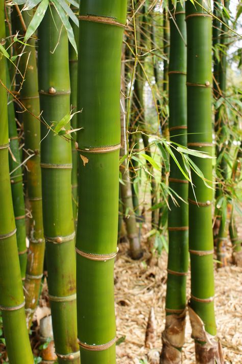 Bambusa vulgaris Bamboo Species, Clumping Bamboo, Bamboo Wallpaper, Banana Plant, Diy Hot Tub, Banana Plants, Grasses Garden, Bamboo Forest, Bamboo Plants