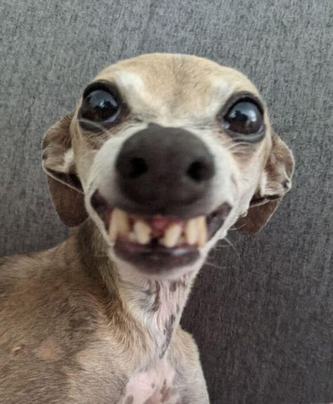 Cute Dogs Chihuahua, Weird Dogs, Ugly Dog, Ugly Dogs, Goofy Dog, Hilarious Pictures, The Teeth, Cute Animals Puppies, Very Cute Dogs