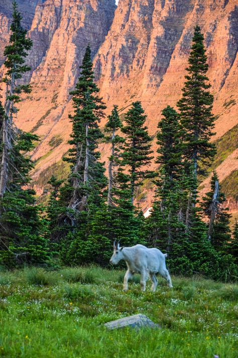 Glacier National Park Aesthetic, Yukon Aesthetic, Montana Lifestyle, Montana Wilderness, National Park Aesthetic, Montana Hunting, Montana Spring, Montana Aesthetic, Glacier Montana