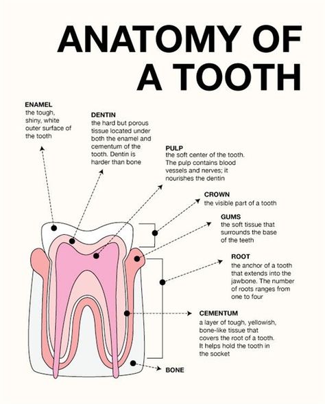 Dentistry Notes, Dental Assistant Study Guide, Dental Notes, Dental Assistant School, Dental Hygienist School, Hygiene School, Dental Assistant Study, Teeth Anatomy, Dental Nurse