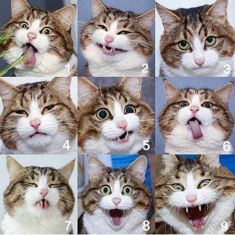 26 Insanely Purrfect Cat Memes To Get Caturday Started! - I Can Has Cheezburger? Cat Expressions, Cat And Dog Videos, 웃긴 사진, Cat Aesthetic, Happy Animals, Cute Cats And Dogs, Dog Gifs, Cat Theme, Cat Drawing