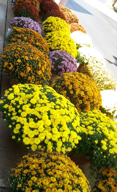 Yellow Mums Flowers, Bed Rooms Ideas Master, Bed Rooms Ideas, Bracelets Fall, Fall Bracelets, Yellow Mums, Fall Coffee Table Decor, Scandinavian Home Design, Fall Mantle Decor