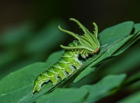 A Book of Rather Strange Animals OUT NOW!! on Twitter: "The extraordinary caterpillar of the great nawab.… " Caterpillar Insect, Pokemon In Real Life, Butterfly Caterpillar, Cool Animals, Cool Bugs, Animal Print Wallpaper, Beautiful Bugs, Arthropods, Wild Dogs