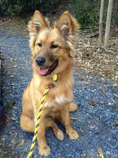 german-shepherd-collie-mix-2 Golden Shepherd, German Shepherd Mix Puppies, Shepherd Mix Puppies, German Shepherd Mix, Golden Retriever Mix, Psy I Szczenięta, Collie Mix, Herding Dogs, Collie Dog