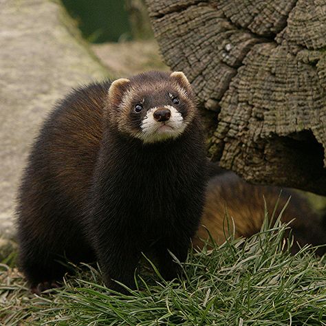 EUROPEAN POLECAT | Flickr - Photo Sharing! European Animals, European Polecat, Cute Ferrets, Google Co, Wild Ones, Ferret, Otters, Beautiful Creatures, Animal Kingdom