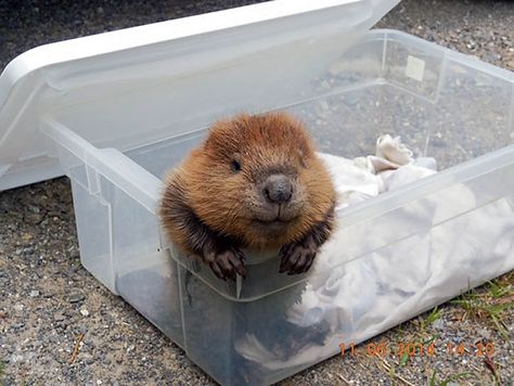 Beaver Pictures, North American Beaver, Baby Beaver, Animal Babies, Awesome Animals, Cutest Animals, Animal Pics, Wild Life, Sweet Animals