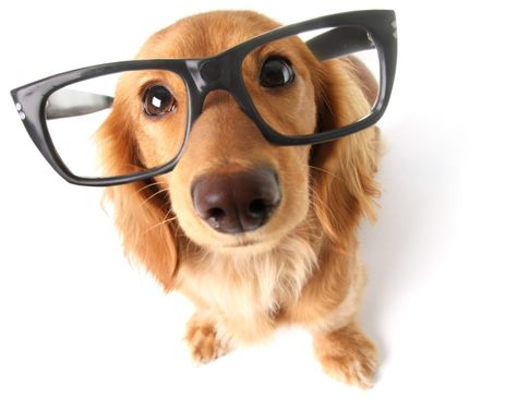 What Kind Of Dog, Dog Behavior Problems, Dog Brain, Best Dog Training, Behavior Problems, Animal Behavior, Wearing Glasses, Dog Obedience, Dog Barking