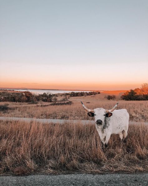 Western Aesthetic Wallpaper, Pet Cows, Cow Photography, Cow Wallpaper, Country Backgrounds, Western Wallpaper Iphone, Western Prints, Western Photo, Western Photography