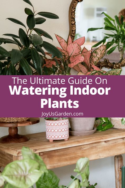 This is your guide to watering indoor plants & houseplant watering. Get details on the best water for indoor plants, how to water houseplants, how to water indoor plants, how to water indoor plants without making a mess, & overwatering indoor plants. How you water houseplants, water indoor plants, watering hanging plants, how often to water houseplants, & what is the best way to water indoor plants are outlined here. how much water do indoor plants need, Water Indoor Plants, Watering Indoor Plants, Big Potted Plants, Indore Plants, Indoor Plant Care Guide, Repotting Plants, How To Water Succulents, Small Watering Can, Indoor Watering Can