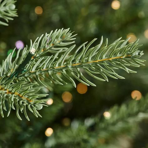 Pine Christmas Tree, Gift Drawing, Pine Branches, Black Christmas Trees, Balsam Fir, Twinkling Lights, Christmas Greenery, Pine Branch, Christmas Tree With Gifts