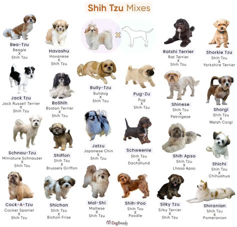 Shih Tzu Mixes: Popular Breeds and Characteristics Shih Tzu Pomeranian Mix Puppies, Types Of Shih Tzu, Shih Tzu Mix Breeds, Shih Tzu Yorkie Mix Dogs, Shih Tzu Grooming Styles Teddy Bears, Mix Dog Breeds, Pomeranian Mix Puppies, Shi Tzus, Dog Bookmarks