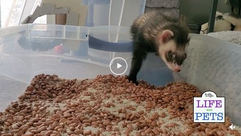 Ferret Playpen Ideas, Ferret Room Play Areas, Ferret Toys Ideas, Ferret Play Area Ideas, Diy Ferret Stuff, Ferret Enrichment, Ferret Playpen, Ferret Cage Ideas, Ferret Ideas