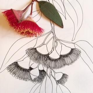 Australian Botanicals – paprly Botanical Art Drawing, Australian Wildflowers, Australian Flowers, Australian Native Flowers, Flowers Drawing, Australian Native Plants, Australian Flora, Flower Sketches, Flower Gardens