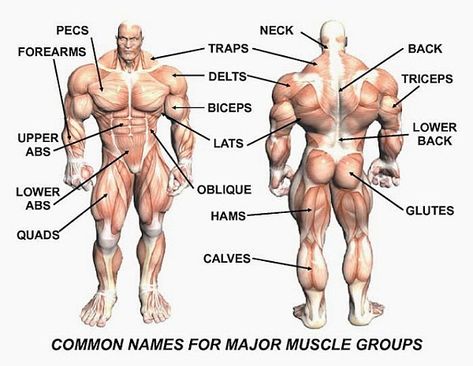 Many people have questions about how many sets they should do for and exercise and how many reps as well as how many exercises for each muscle group. The Body Muscles Names, Muscle Chart, Muscle Names, Muscle Groups To Workout, Body Muscle Anatomy, Dumbbell Leg Workout, Workout Names, Body Name, Body Muscles