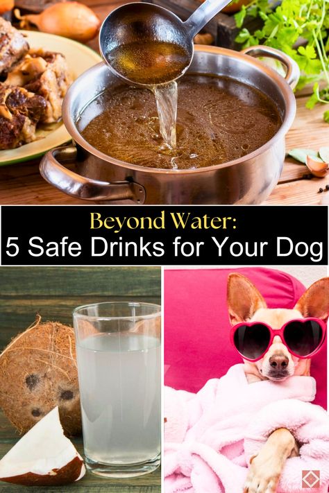 Ensure your dog stays hydrated with these five safe and nutritious drinks! 🐾 From bone broth to vegetable juices, these beverages can be added to dog food recipes for extra flavor and nutrition. Learn how to incorporate these drinks into your dog's meals to promote health and well-being. Perfect for dog owners who want to offer their pets a variety of healthy options. #DogFoodRecipes #HealthyPets Drinks For Dogs, Bone Broth For Dogs Recipes, Dog Beer Recipe, Homemade Pedialyte, Homemade Electrolyte Drink, Hydrating Foods, Vegetable Juices, Dog Beer, Doggie Treats