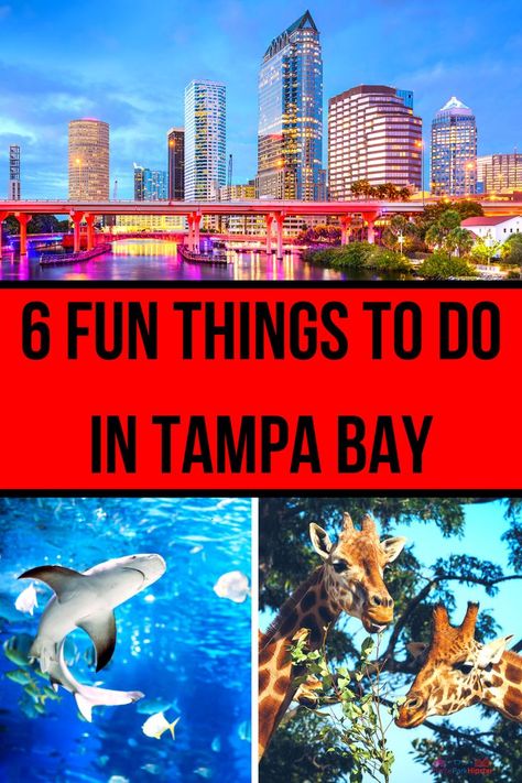 Fun things to do in Tampa with CityPass. #tampa #florida #citypass Tampa Vacation, Things To Do In Tampa, Florida Trips, Tampa Riverwalk, Busch Gardens Tampa Bay, Florida Travel Guide, Busch Gardens Tampa, Tampa Bay Florida, Florida Adventures