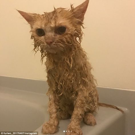 Cat with incredibly curly fur goes viral | Daily Mail Online Curly Haired Cat, Curly Cat, Orange Kitten, Laperm, Selkirk Rex, Orange Kittens, Future Kids, A Cat, Lion Sculpture