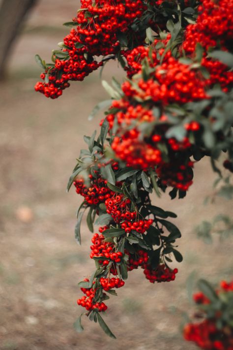 #nature #berries #sweet #autumn #autumncolors Fall Berries, Autumn Berries, Iran Pictures, Persian Calligraphy, Wallpaper Nature Flowers, Wallpaper Nature, Nature Flowers, Red Berries, Fall Flowers