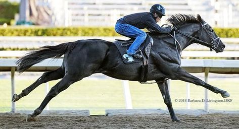 Race Horses Thoroughbred, Thoroughbred Horse Racing, Race Horse, Horse Race, Race Horses, Thoroughbred Horse, Clydesdale, Winter Sport, Equestrian Life