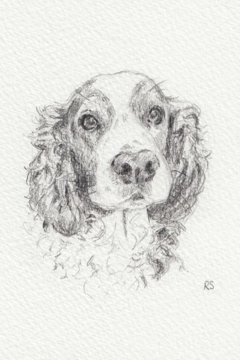 Springer Spaniel Drawing Easy, Springer Spaniel Sketch, English Springer Spaniel Drawing, Springer Spaniel Art, Academia Doodles, Springer Spaniel Drawing, Brittney Spaniel, Spaniel Drawing, Portrait Pencil Sketch