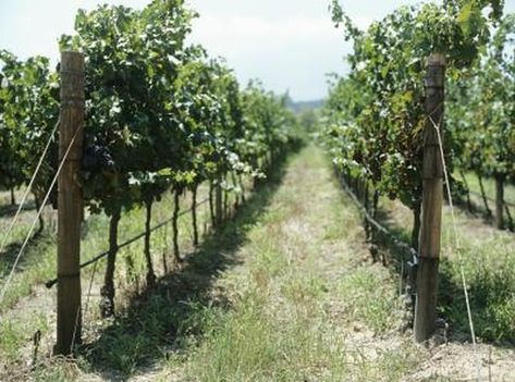 Grapevines require a support system that will lift their branches up from the ground and maintain that hold when the heavy clusters of fruit begin to develop. A wire fence, also known as a trellis, is a simple system that works well with the pruning methods and growth habits specific to grapes. This system consists of ... Blackberry Trellis, Building Fence, Growing Wine Grapes, Grape Vine Trellis, Growing Blackberries, Grape Vineyard, Grape Trellis, Vine Trellis, Living Fence