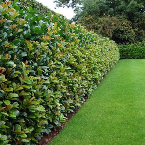 If you are thinking about planting a new hedge and have doubts on which plant is the best for you, we are offering a list of the most popular ones s Fence Bushes Landscaping Ideas, Nature Fence Ideas, Friendly Fence Ideas, Fence With Bushes, Trees As Privacy Fence, Property Boundary Ideas, Bush Privacy Fence, Natural Fence Ideas Backyards, Bushes As Fencing