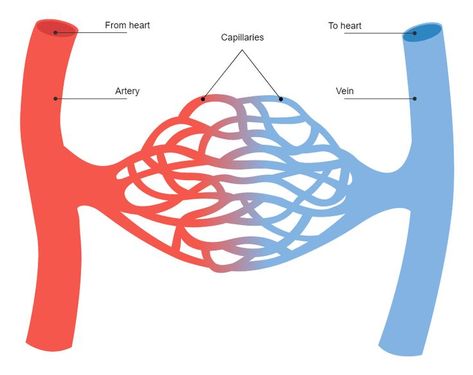 Blood Vessels Diagram Blood Vessels Drawing, Circulatory System Drawing, Blood Vessels Anatomy, Science Diagram, Science Diagrams, Heart Diagram, The Circulatory System, Blood Components, School Board Decoration