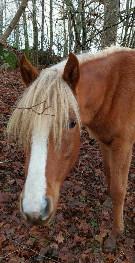 Flaxen Chestnut Horse, Chestnut Pony, Coat Reference, Horse Lifestyle, Horse Colours, Ponies For Sale, Chincoteague Ponies, Fjord Horse, Welsh Pony