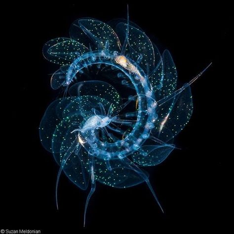 Cool Sea Creatures, Deep Sea Life, Light Codes, Deep Sea Creatures, Beautiful Sea Creatures, Sea Slug, Underwater Creatures, Deep Sea Fishing, Pretty Animals