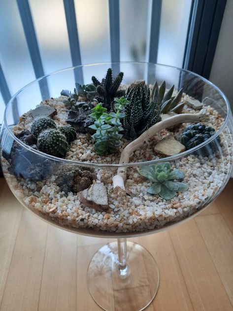 Succulents open terrarium Open Terrariums, Terrarium Decor, Succulent Terrarium, Fairy Garden Diy, Desert Plants, Zen Garden, Diy Garden, Fairy Garden, Terrarium